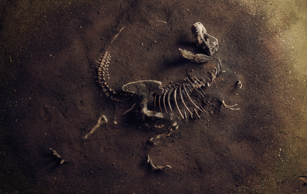 Fossil of the dinosaurs discovered in the sands
