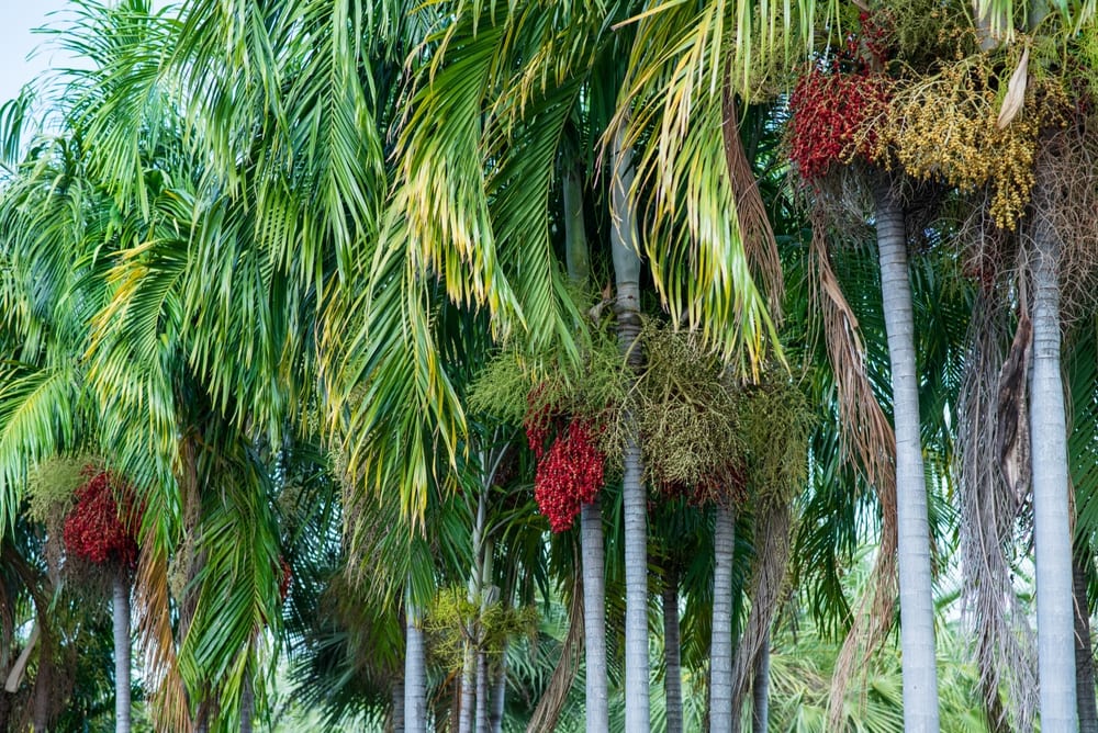 image of an areca palm tree bearing oval fruitss