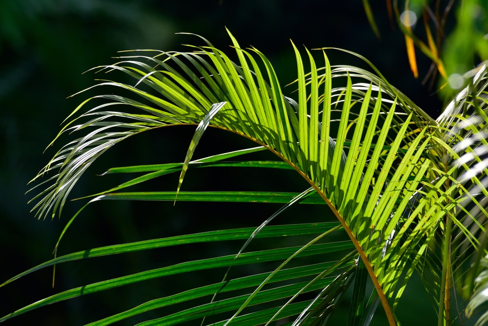 close up of the leaves of an Areca palm