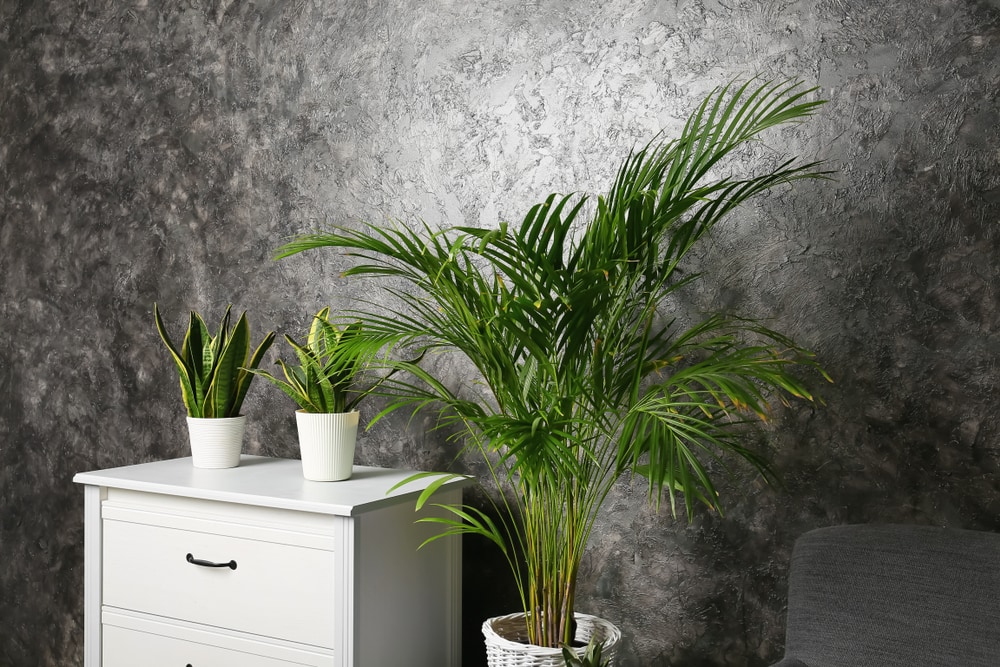 image of an areca plant inside a room