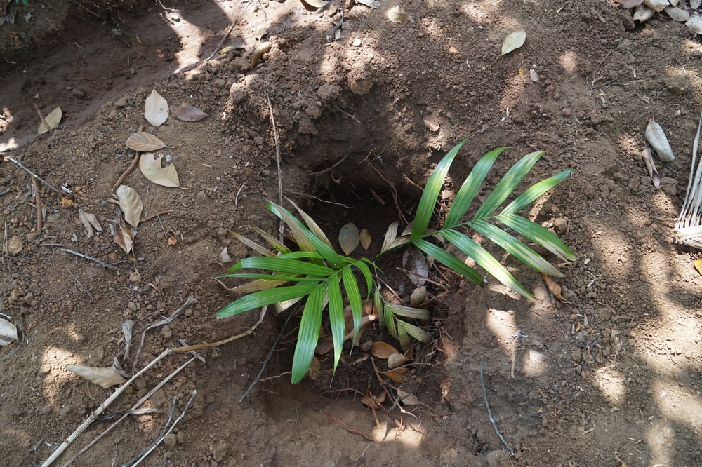 a young areca palm growing on the ground