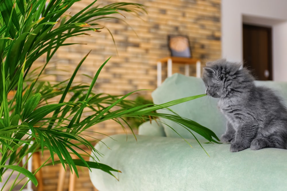 a kitten and areca palm indoor
