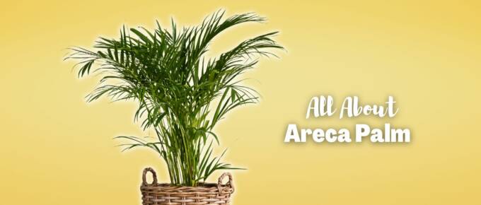 areca palm featured image