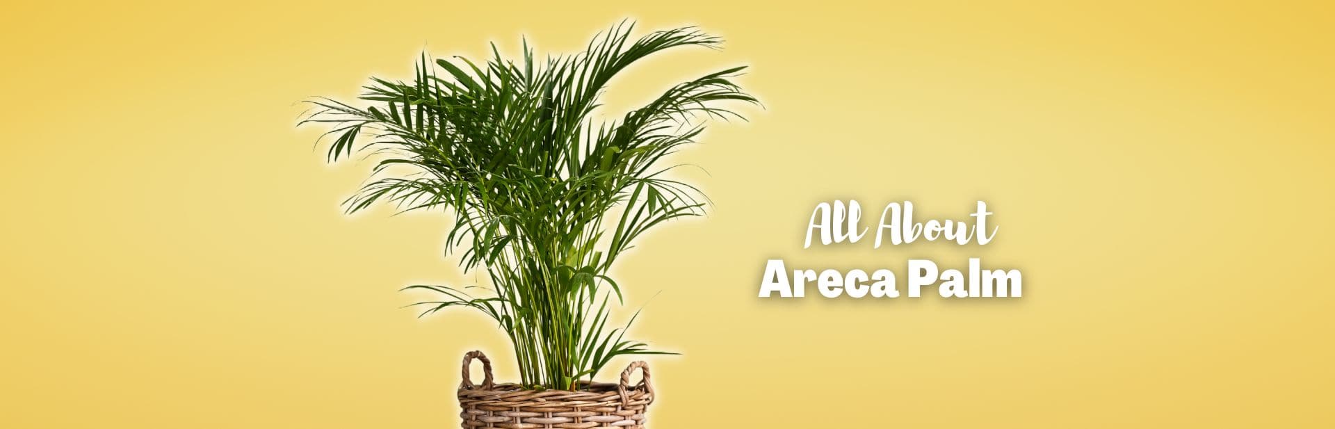 Meet the Areca Palm: Unique Beauty and Benefits