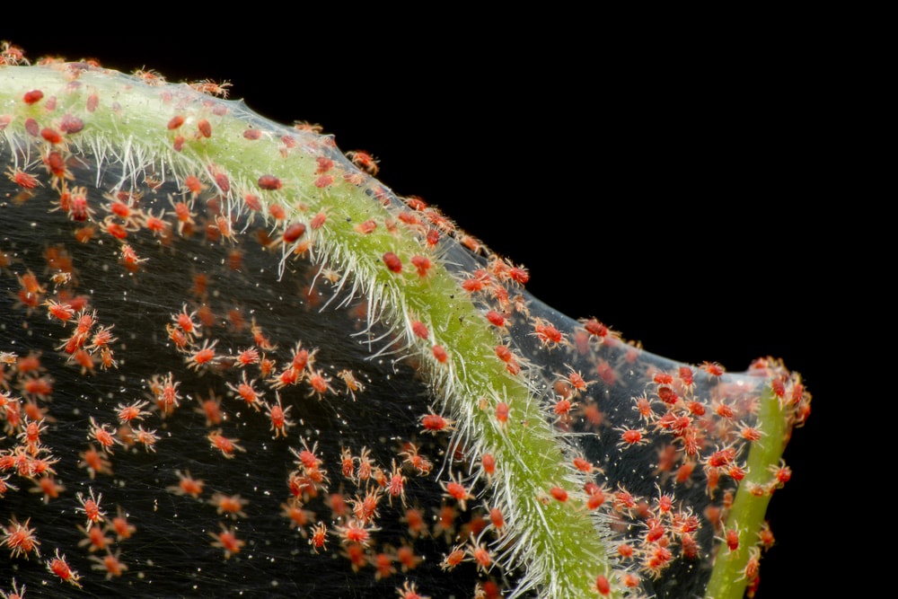 image of red spider mites infestation on a vegetable