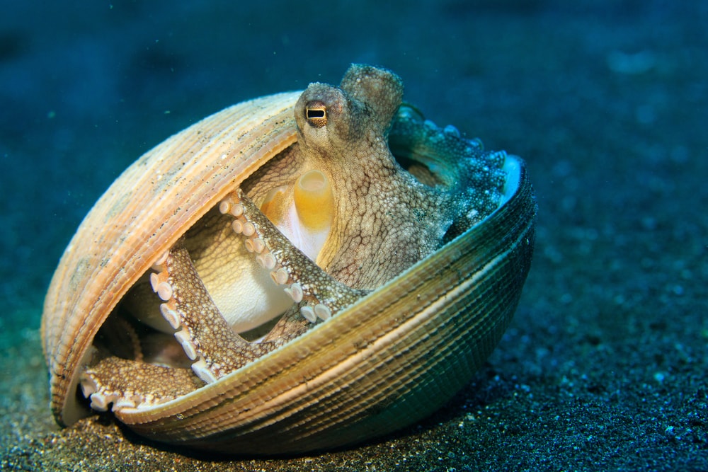 a coconut octopus hiding inside a shell
