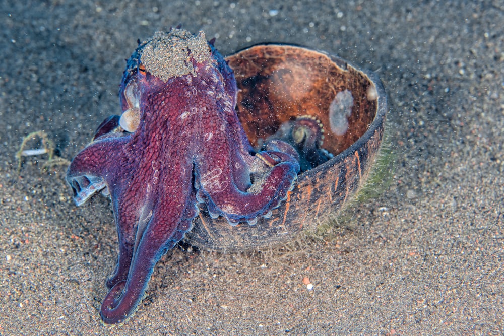 a coconut octopus holding a half of coconut shell