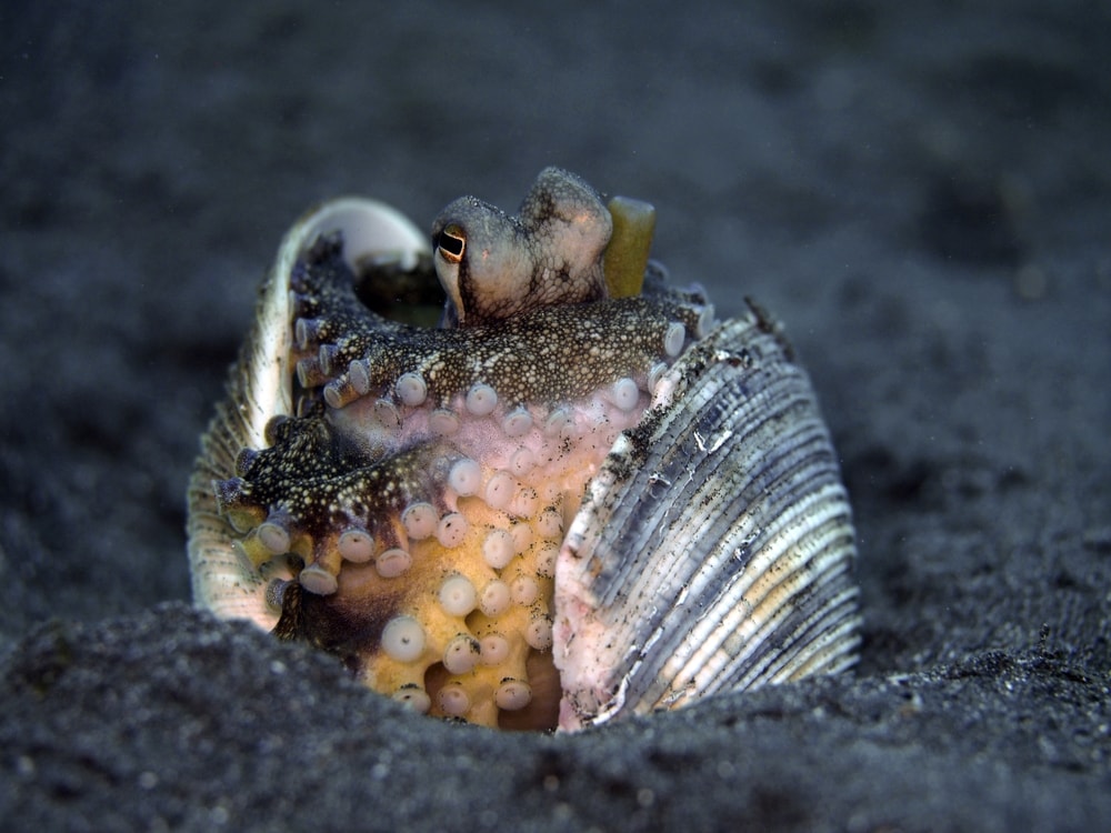 a coconut octopus inside a shell 