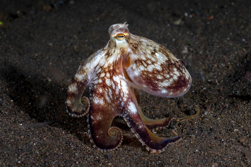 image of a coconut octopus n the sandy ocean bottom