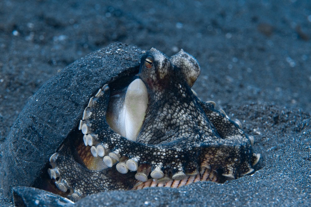 a coconut octopus hiding on a coconut shell