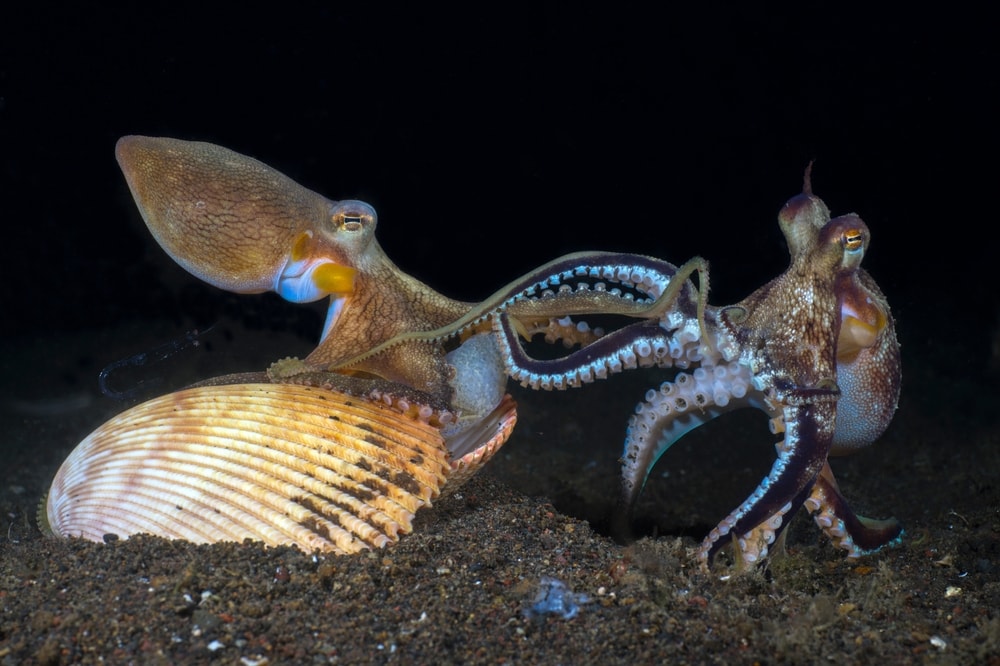 a coconut octopus couple  mating