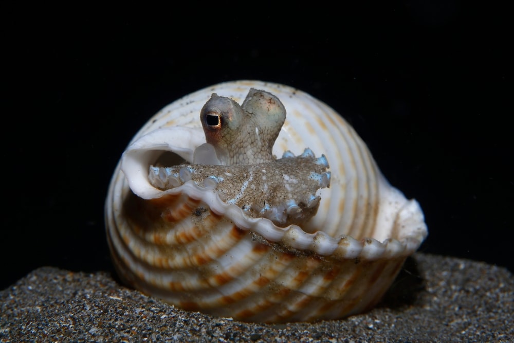 a coconut octopus inside its shell