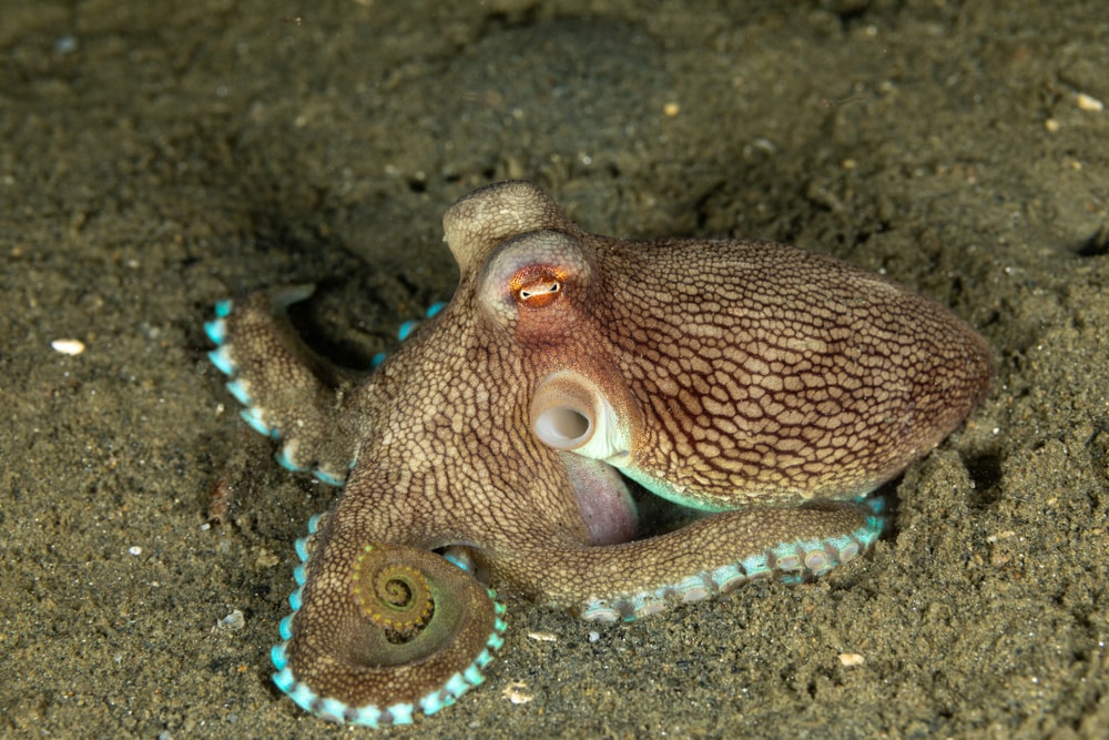 a coconut octopus lying on the ocean floor