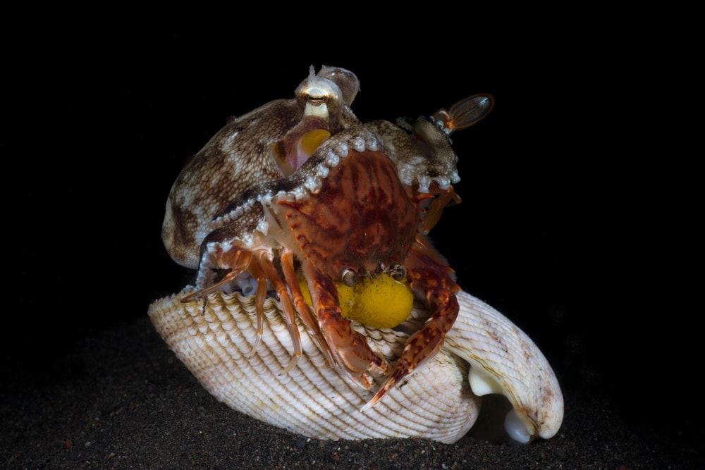 a coconut octopus feeding on a crab