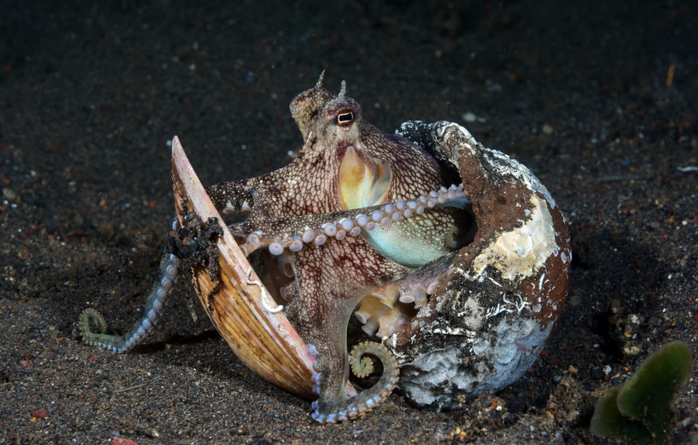 a coconut octopus holding a shell