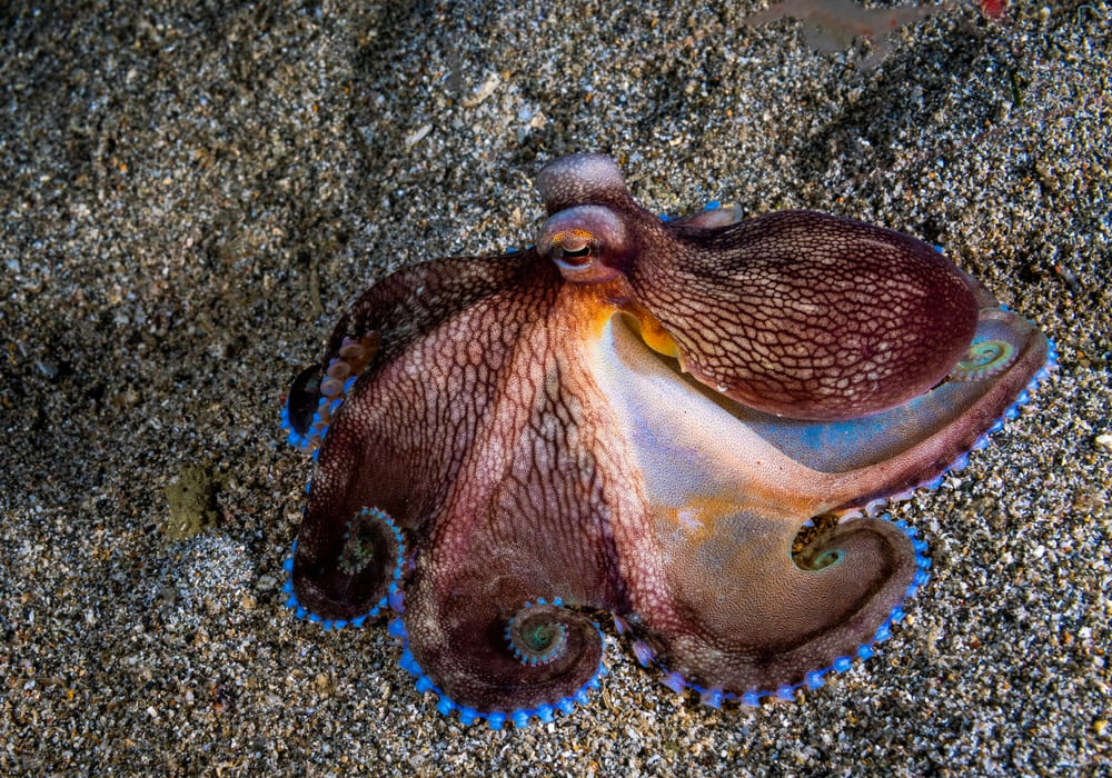 a coconut octopus without shell changing colors