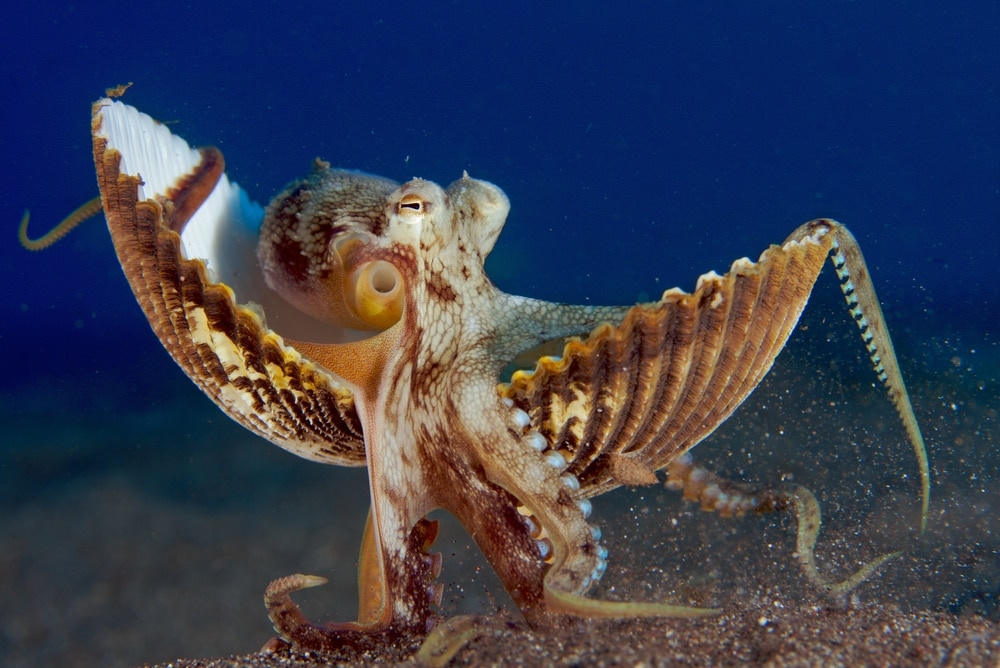 a coconut octopus in the sea