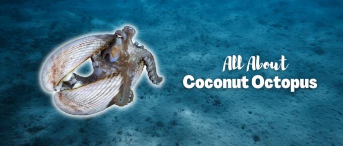 coconut octopus featured image