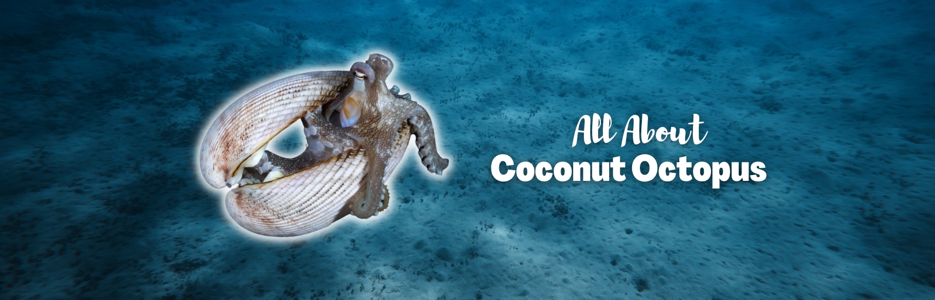The Remarkable Coconut Octopus: Intelligence in the Depths