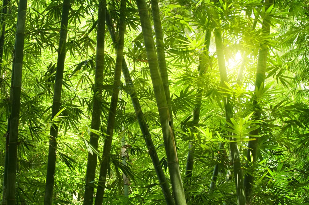 bamboo trees against morning sunlight
