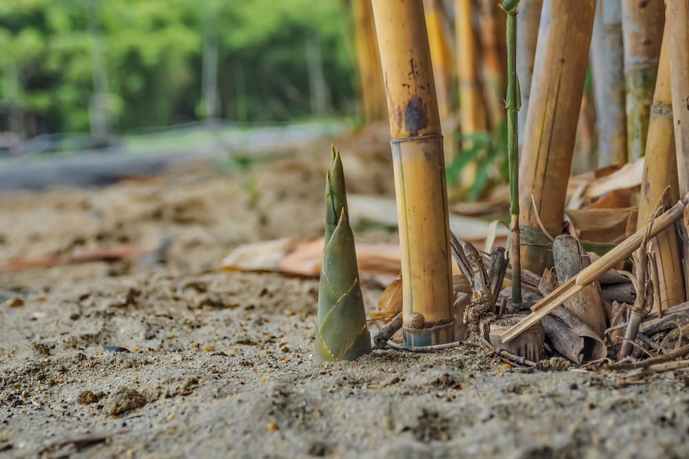bamboo shoot growing from the ground