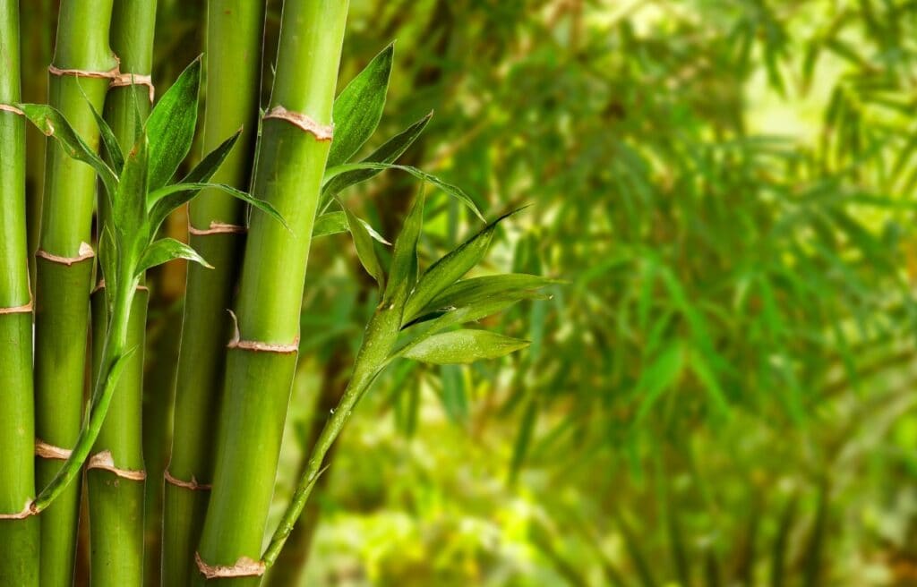 close up of stem and leaves of a bamboo tree