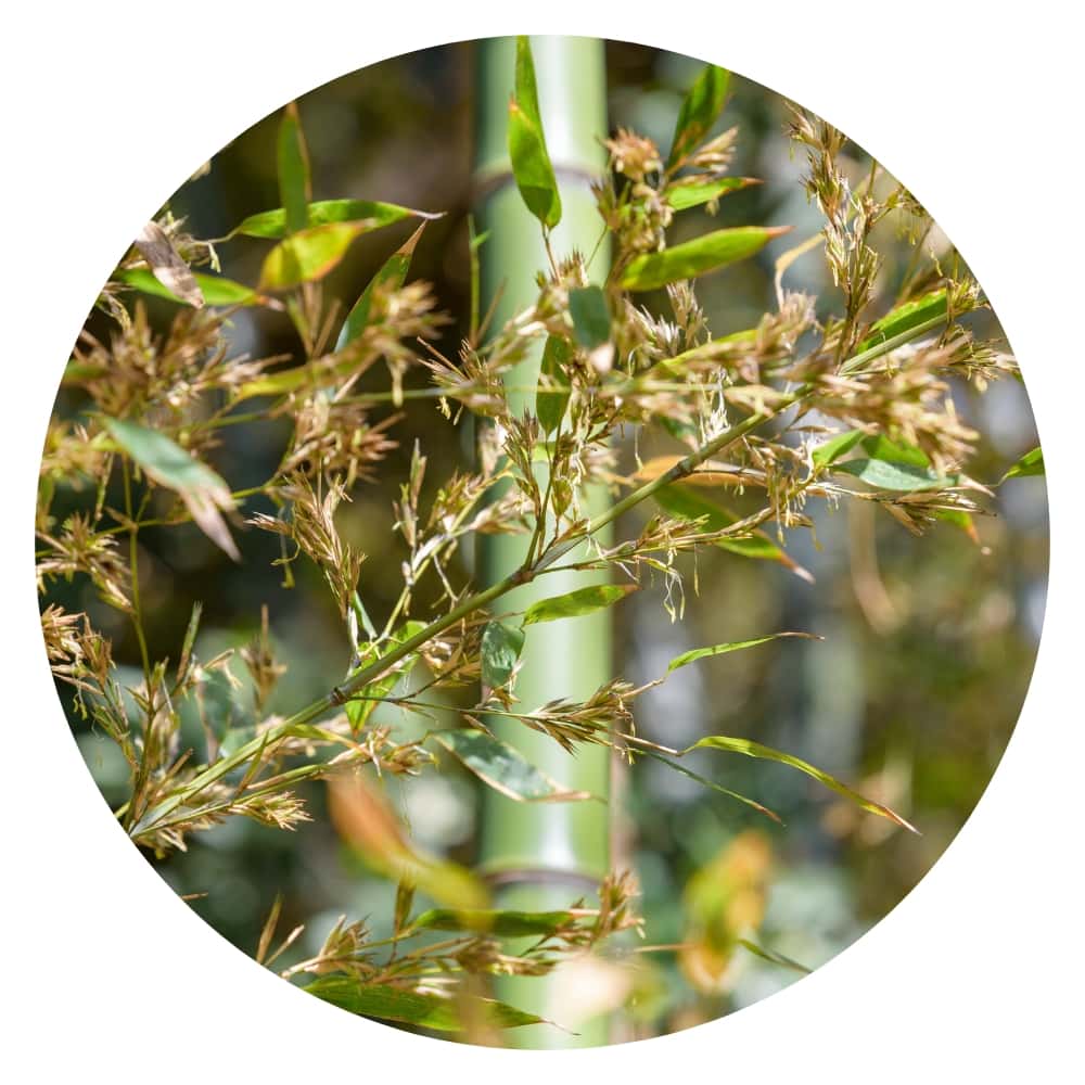 image of a flowering bamboo