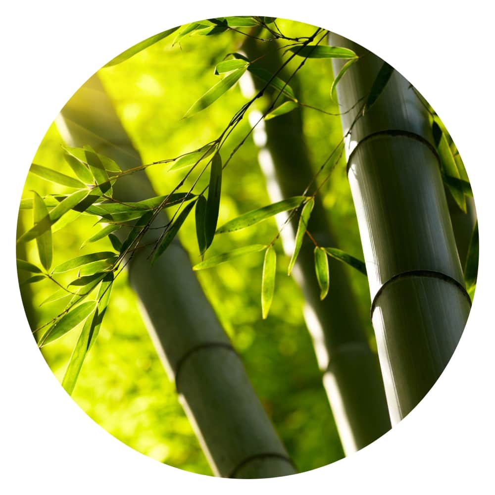 bamboo stalk with leaves
