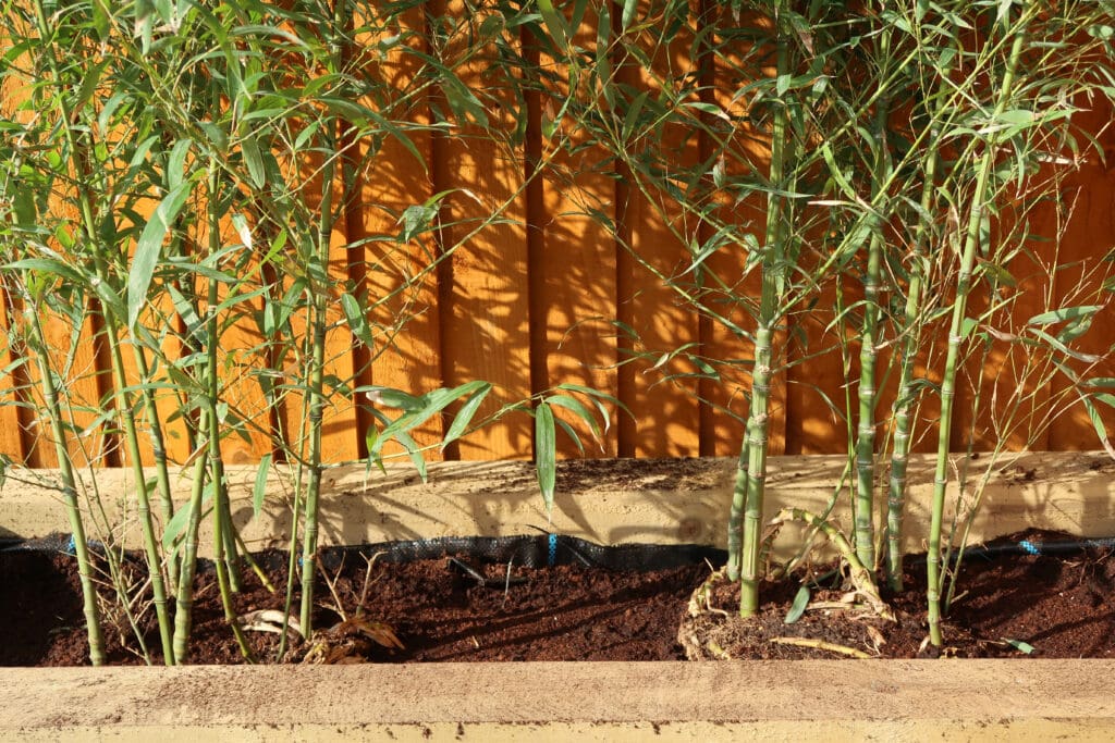 bamboo planted on a wooden container