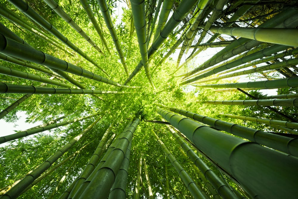 looking up on tall bamboo trees