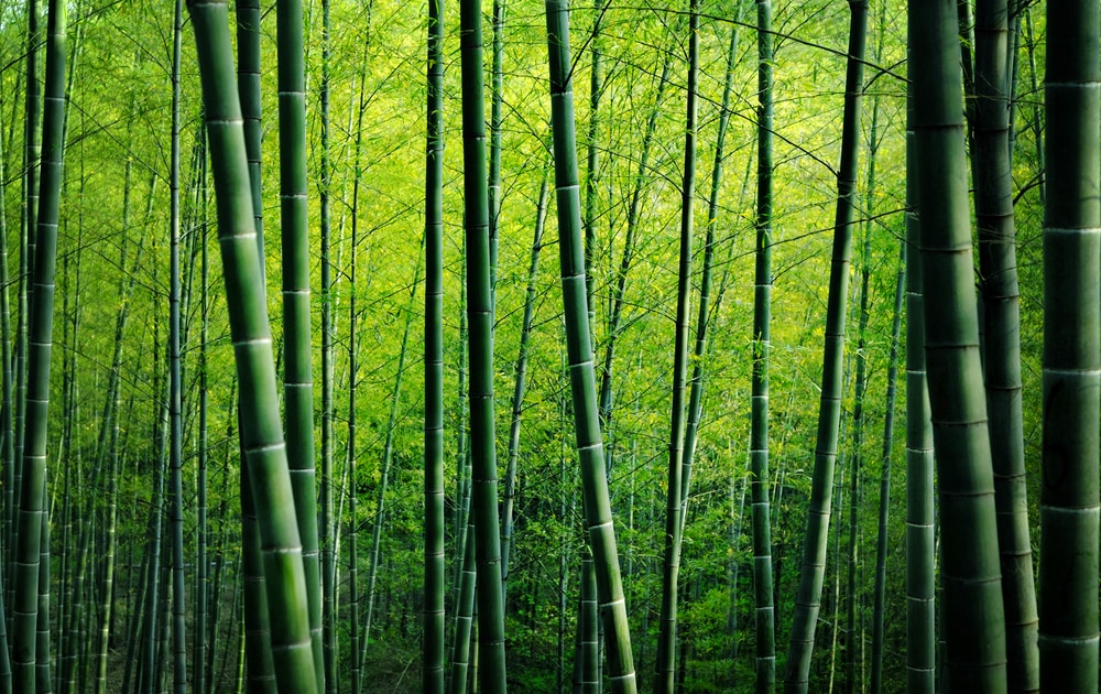 lush bamboos on a bamboo forest