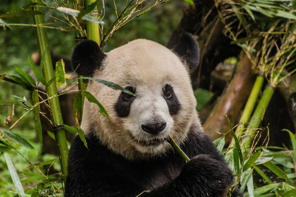 a giant panda bear chewing a bamboo stalk