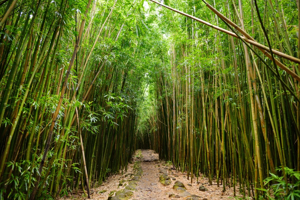 pathway in a bamboo forest