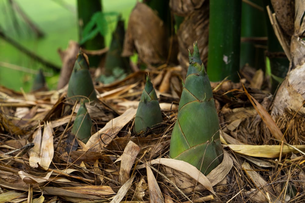 close up image of bamboo shoots