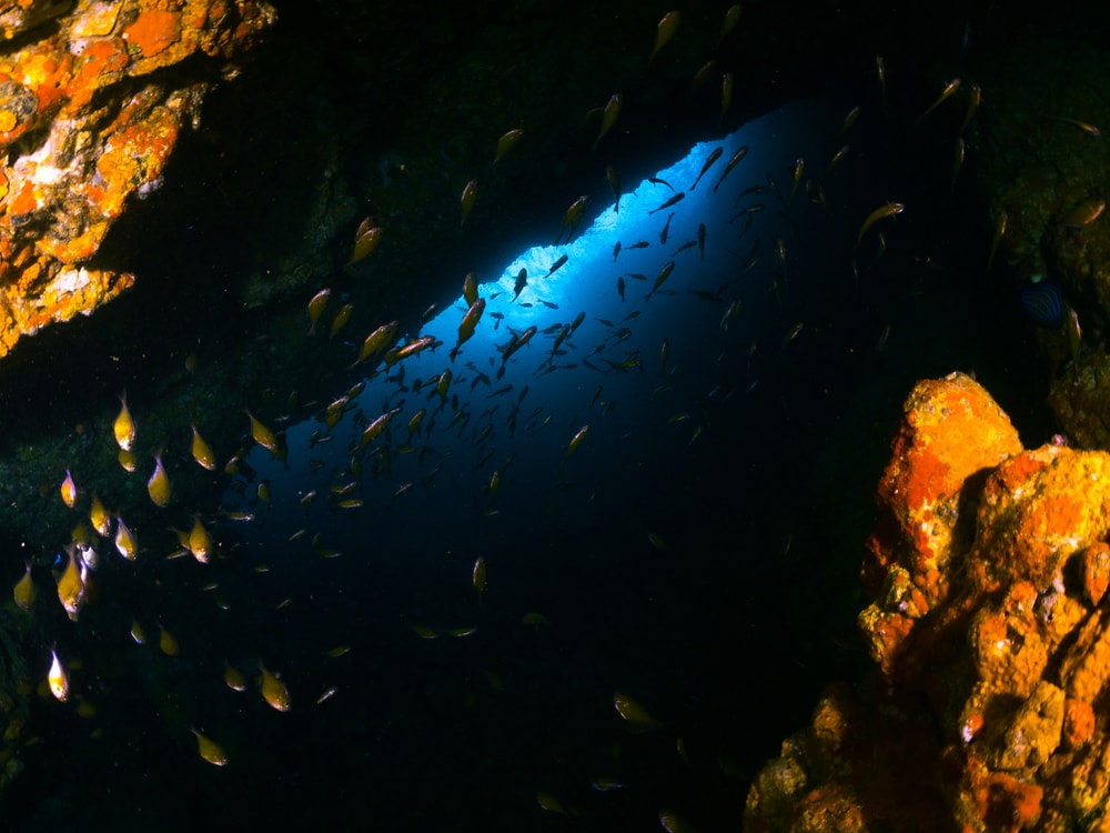 Several fish swimming toward the light in the ocean