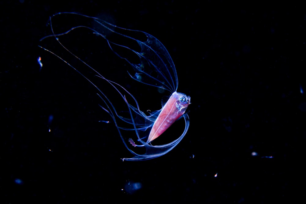 Ribbonfish in deep sea underwater