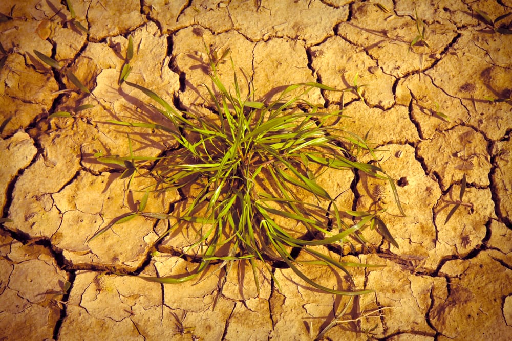 dried plant and infertile land