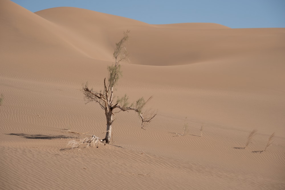 a tamarisk growing in Lut desert