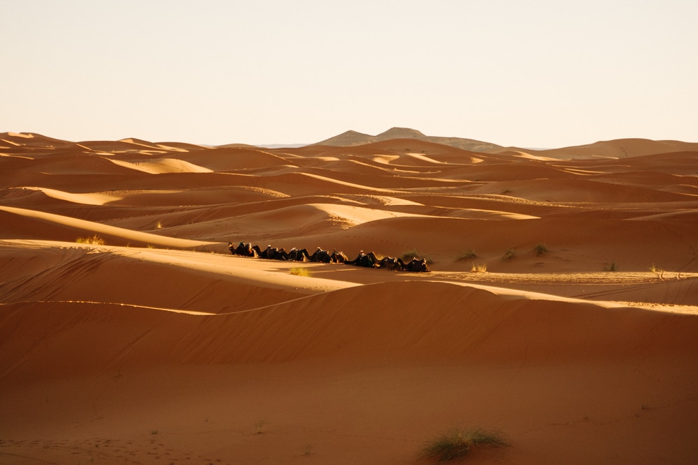 camels walking on Sahara Desert