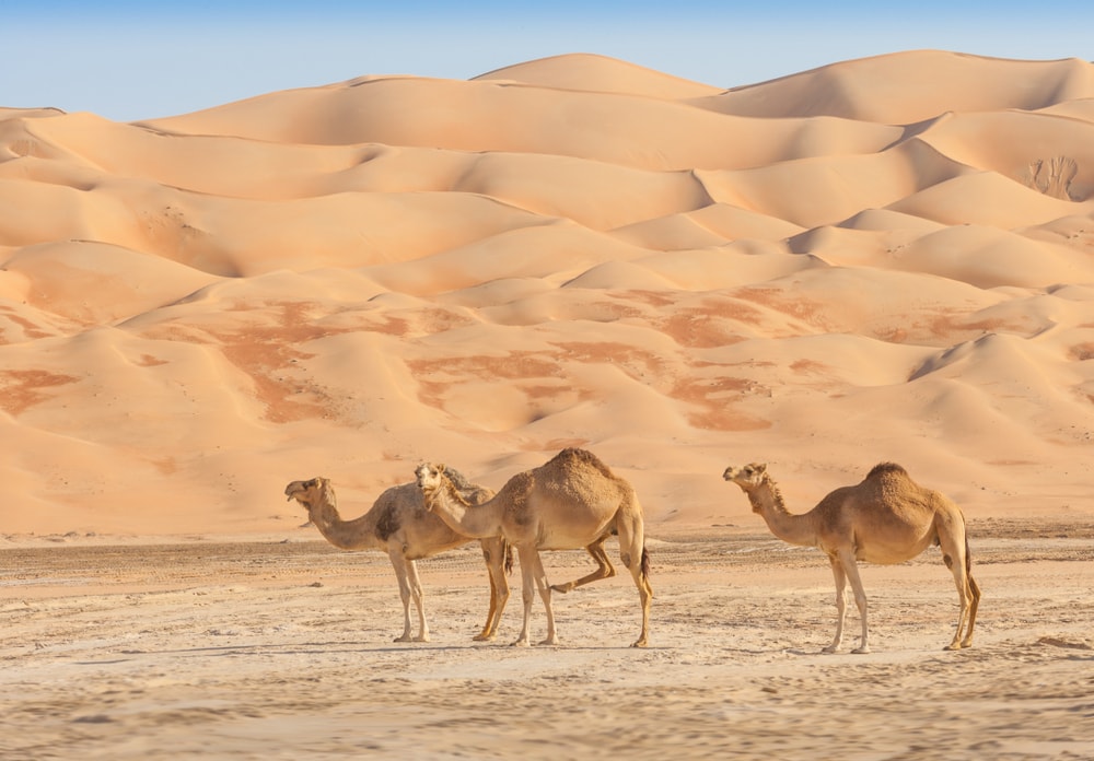 Camels in the Rub al Khali or Empty Quarter of the Arabian desert