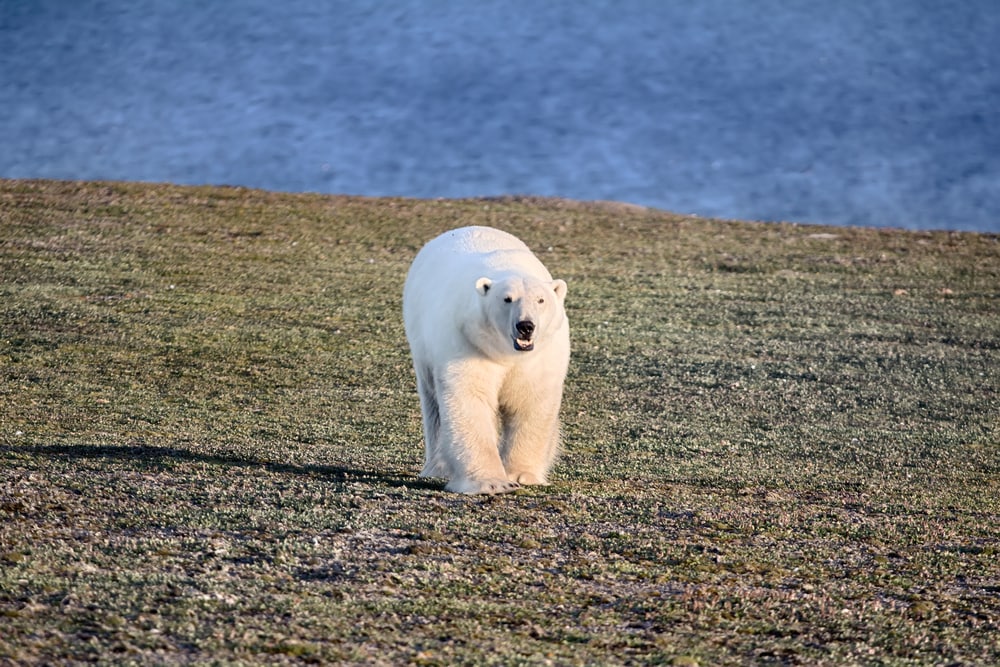 a polar bear walking in Arctic desert