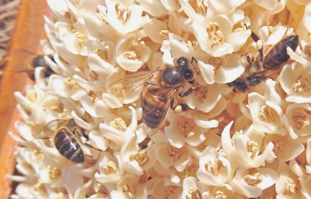 bees on a palm tree flower