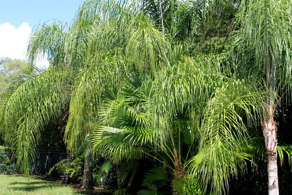 row of queen palms