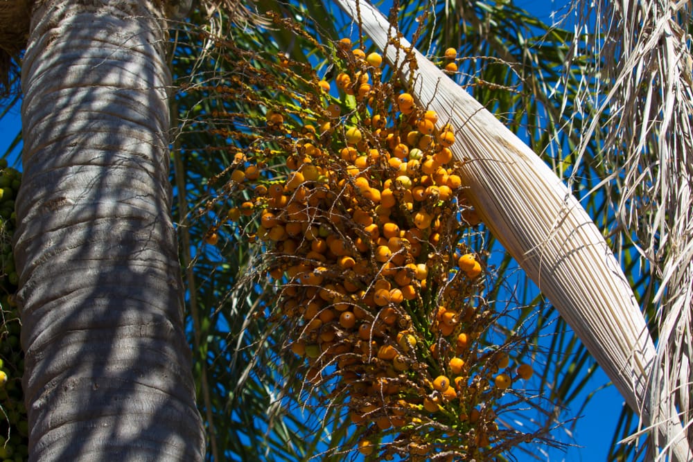 seed pods growing on a queen palm 