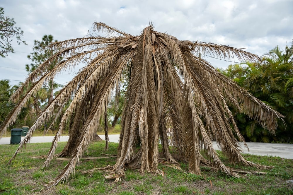 a dead palm tree