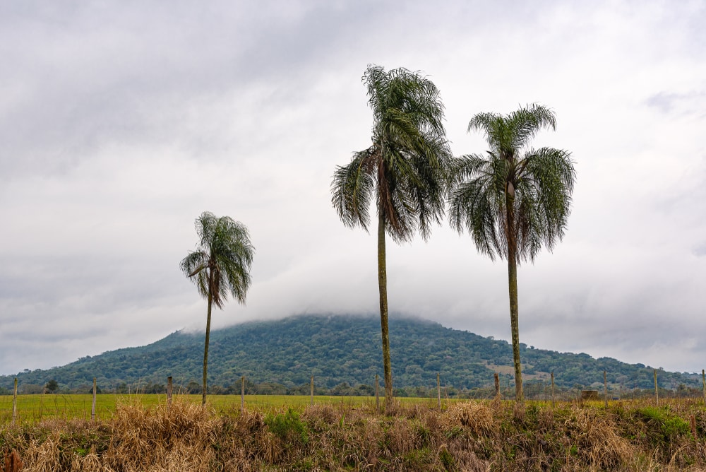 three queen palm trees in a Pampas biome