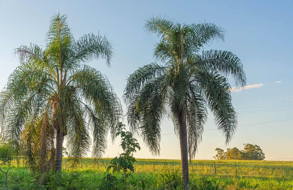 queen palm trees in a field