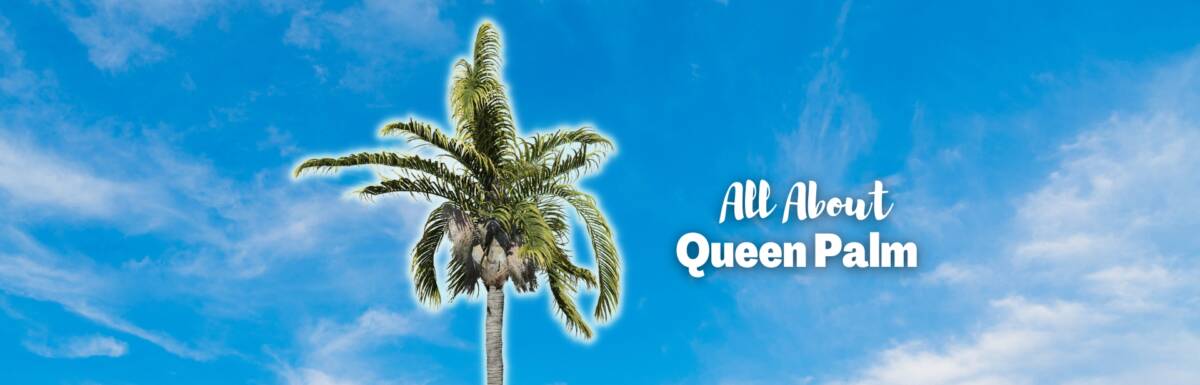 queen palm featured image