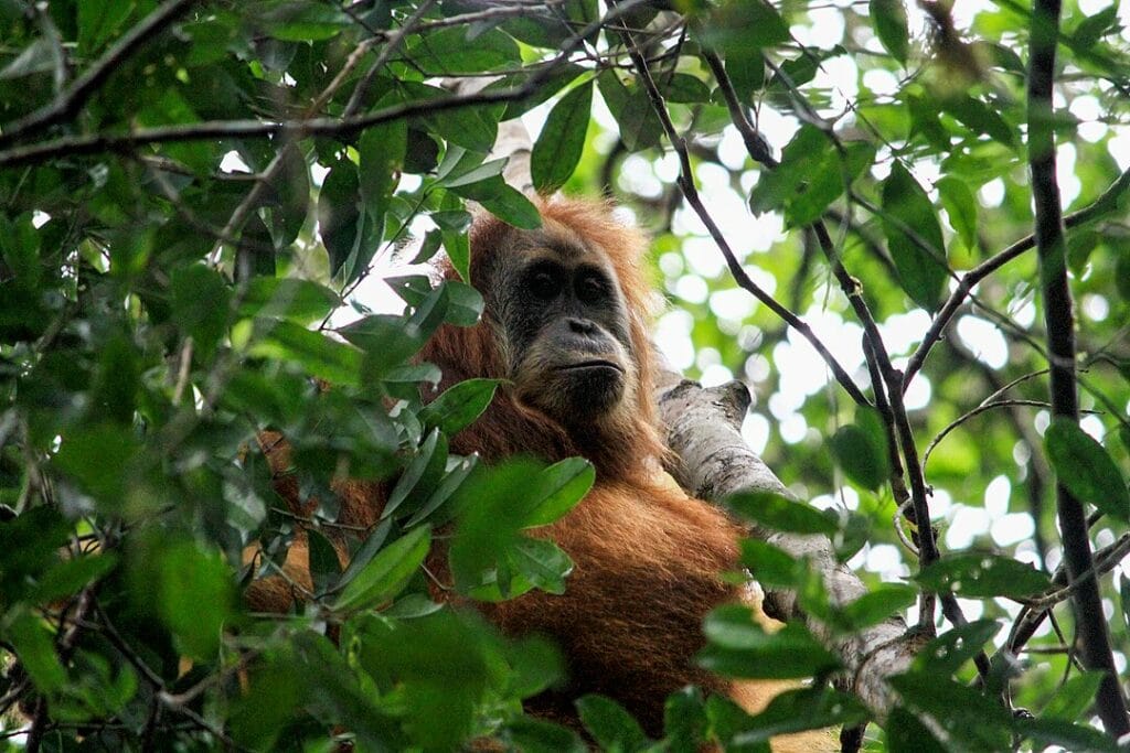 Tapanuli orangutan in the middle of the tree