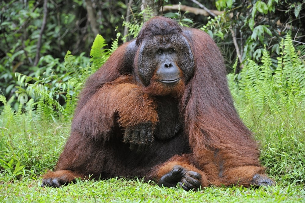 Tapanuli orangutan sitting on green grass